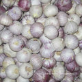 2015 High Quality Red Solo Garlic (4.5cm and up)